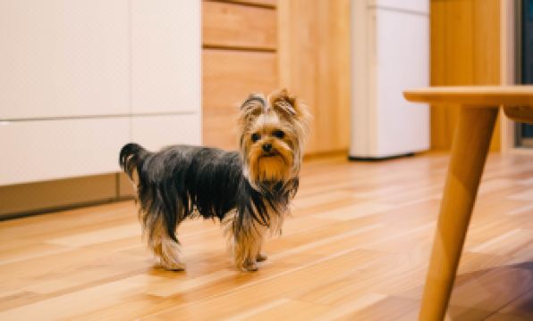 Miro Shijo Saiin Tei