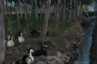 Linyuan Resort Hotel (Jing County Wannan Sichuan-Tibet Line)