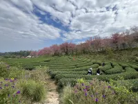 Doi inthanonTea farm - Mountain view