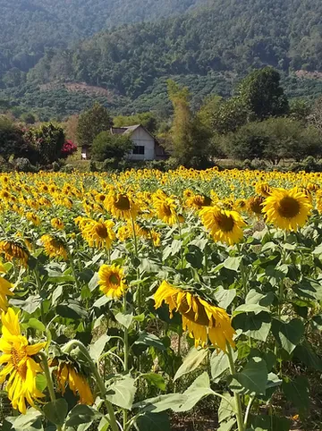 รูปภาพของคุ้มคำแก้ว ฟาร์มแอนด์รีสอร์ท