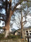 Yibo Homestay