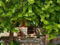 Two Ginkgo Trees · Old House Courtyard Homestay (Tianjin Jizhou Xijingyu) Hotels near Xijingyu Village
