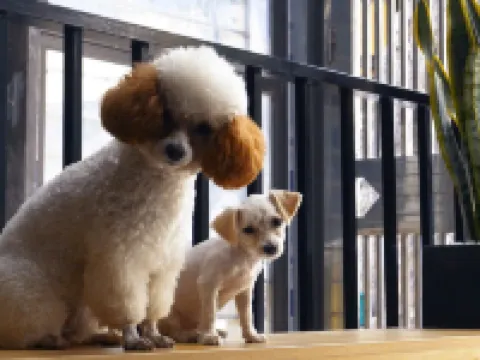 Homestay Tít Mít Các khách sạn ở Cao Bằng