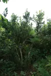 Suichuan Qingxiu Yunwu Homestay - con vista montagne