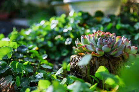 Anji Lanshe Homestay (Zhongnan Baicaoyuan Yuan Anji Natural Museum Branch) Отели рядом с достопримечательностью «Zhejiang Institute of Technology (Anji Campus)»