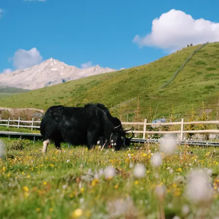 LAGA—Yak Tent