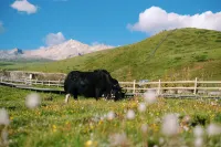 LAGA—Yak Tent Hotels near Lhagang Monastery