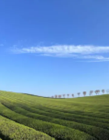 Qihao Jidi · Chanyuan