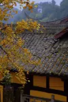 Tranquil Maple Residence Embracing Nature View Resort