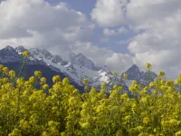 37 Courtyard｜Panorama Jade Dragon Mountain Heritage Art Lodge（Baisha Ancient Town）