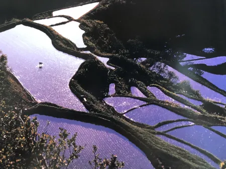 Bullfighting and Nishikigoi Traditional Culture House