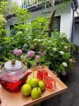 Peking  Yard Siheyuan Boutique Hotel(Garden&Terrace &Lama Temple&hutong&Houhai&Tiananmen&Restaurant - Swimmingpools