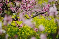 諸暨堯珈·養心墅