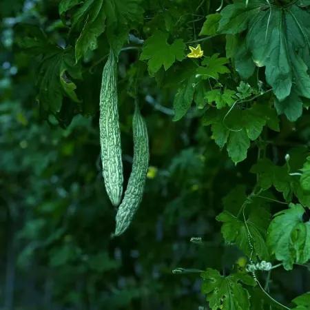 Shanyuesuiren · Ming Yuzhen (Suizhou Sui Ginkgo Valley)