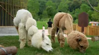JIAXING SENBO NATURE PARK & RESORT - Mountain view