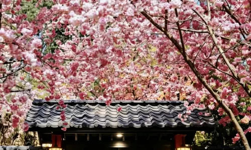 楽道山荘温泉中国式庭園ホテル 昆明