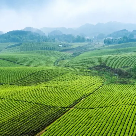 Shijianshan Homestay (Meitan China Tea County Government Branch)