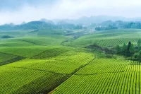 Shijianshan Homestay (Meitan China Tea County Government Branch) - Dağ Manzaralı