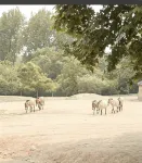 Aifeel Hotel (Hangzhou Fuyang Wildlife World) - Mountain view