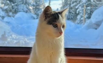 Hemu Open to the Mountain Homestay(Hemu Bridge Store)