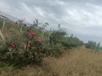Hunchun City Warm Planting Family Farm