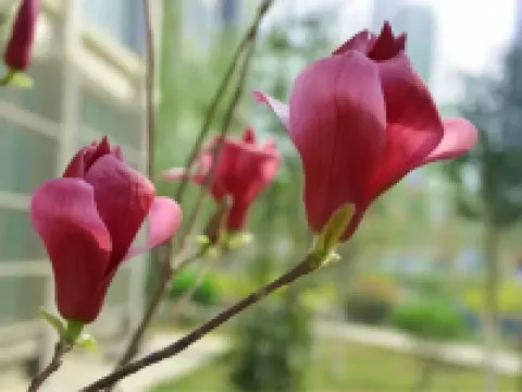 JIAO ZUO STATE GUESTHOUSE Hotels in Jiaozuo