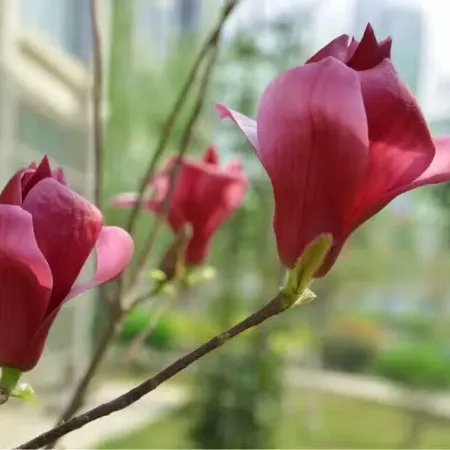 JIAO ZUO STATE GUESTHOUSE Отели в г. Цзяочжуо