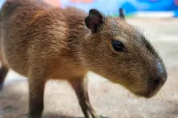 Casa de Capybara - New