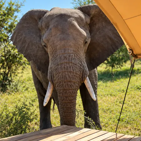 Anantya Serengeti Hotels in Serengeti