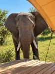 Anantya Serengeti - breakfast