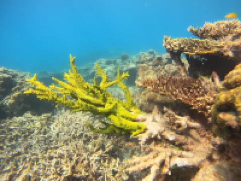 HORIZON CÔN ĐẢO HOTEL Các khách sạn ở Đảo Côn Đảo