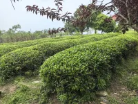 Wuhan Shanshui Tianyuan Eco Farmstay (Mulan Yunwushan Scenic Area) Hotels near Mulan Yunwu Mountain