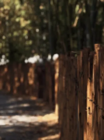 Bamboo Forest Wonderland