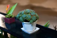 Sapa TT Homestay Các khách sạn ở 