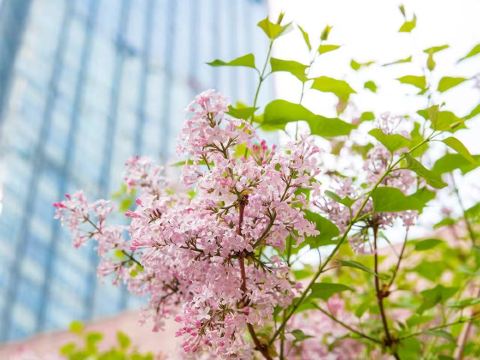 Grand Millennium Beijing