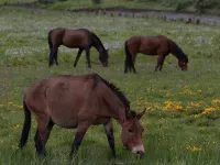 EVEREST POINT Hoteles cerca de Napahai Tourism Area Dala Scenic Spot
