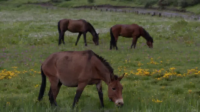 EVEREST POINT Hotels near Xianggelila Gao Mountain Botanical Garden
