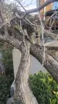 Zhongbang Tribe Homestay