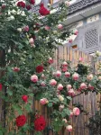 Fragrant Wenquan Courtyard