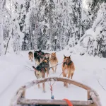 Lapland Nature & Health - 青年旅舍