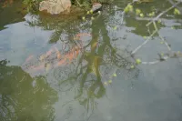 清溪山房民宿（畫裏小河網紅疊水壩店） 鄰近紅十八軍組建地小河革命歷史陳列室的酒店