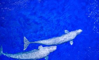 Steigenberger  Chongqing