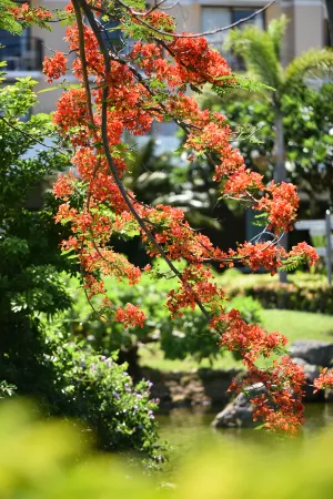 Hyatt Regency Saipan