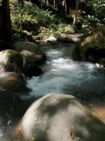 รูปภาพของเดอะจังเกิ้ลทัช