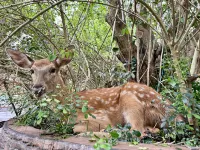 英德梅花鹿森林湯泉營地度假飯店