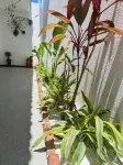 北海途悅庭民宿（僑港海灘店） 北海近代郵電歷史陳列館附近的飯店