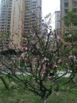 Gui'an Huahua Homestay