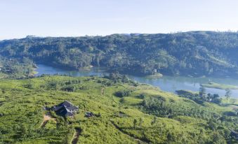 Camellia Hills