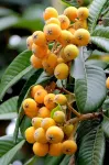 Loquat tree hostel Hotels near House of Family Liu