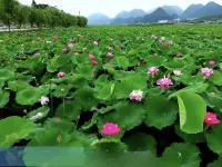 Anlong Wenzhou Sunshine Hotel Hotels in Anlong County